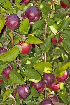 Apple Tree Stock Photos