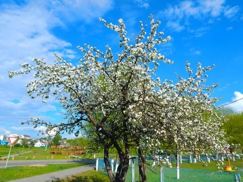 Apple tree Stock Photos
