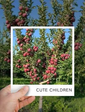 The Apple Tree 库存照片