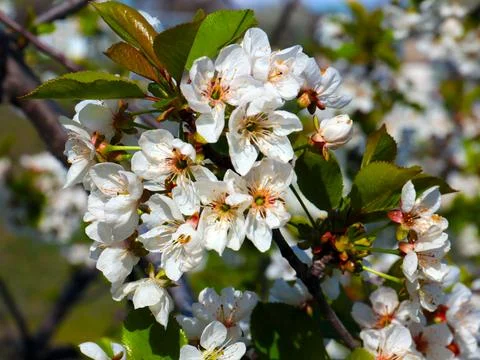 The apple tree Stock Photos
