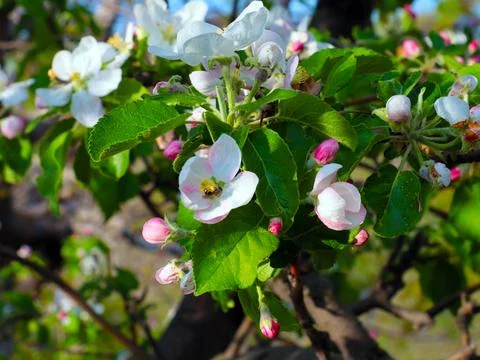 The apple tree Stock Photos