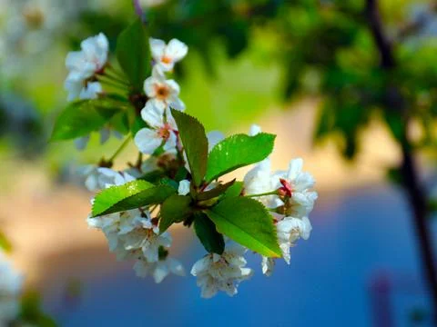 The apple tree Stock Photos