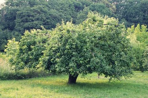 Apple tree Stock Photos