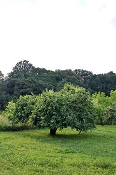 Apple tree Stock Photos