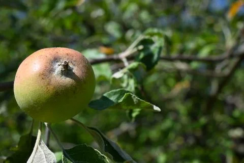 Apple on the tree Stock Photos