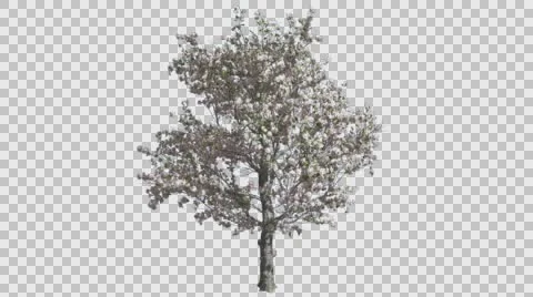 Apple Tree Pink Flowers Cut of Chroma Key Tree on Alfa Channel Thin Tree Stock Footage 56422028