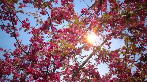 Apple tree with pink flowers Video stock 84864239