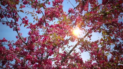 Apple tree with pink flowers Stock Footage 84864381