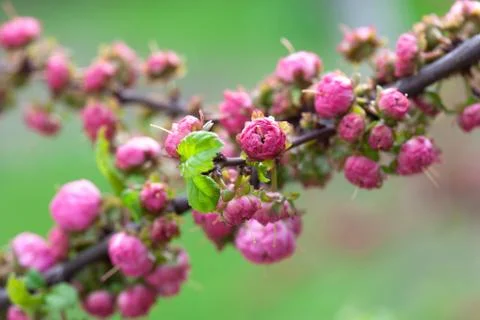 Apple Tree Pink Flowers Spring Blossom Close Up Stock Photos