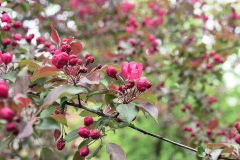 Apple tree with pink flowers in a spring garden. Pink-red inflorescences. Stock Photos