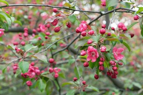 Apple tree with pink flowers in a spring garden. Pink-red apple blossoms. Stock Photos