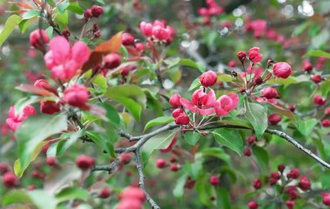Apple tree with pink flowers in a spring garden. Pink-red apple blossoms. Stock Photos