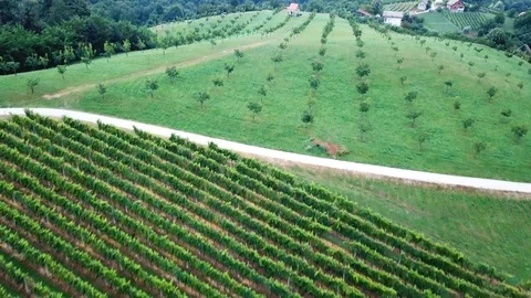 Apple tree plantation flyover Stock Footage 108385551