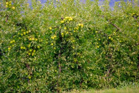 Apple tree plantation 库存照片