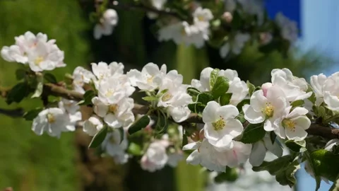 Apple tree President columnar with white flowers in spring bloom. Spring Flowers Stock Footage 155068161