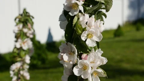Apple tree President columnar with white flowers in spring bloom. Spring Flowers Stock Footage 155149975
