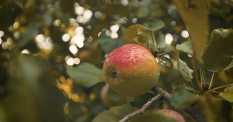Apple on tree with rain drops. Fresh apple. Fresh fruit footage. Stock Footage 211800903