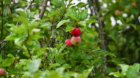 An apple tree in the rain Stock Footage 248762923