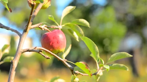 Apple on tree with raindrops. Stock Footage 53865286