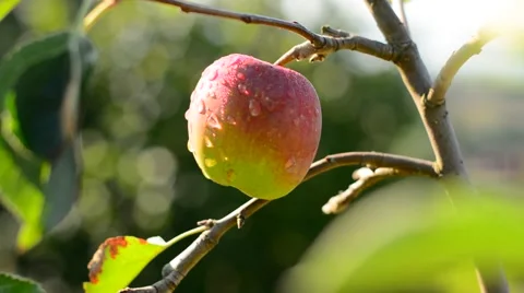 Apple on tree with raindrops. Stock Footage 53865299