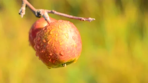 Apple on tree with raindrops. Stock Footage 53865333