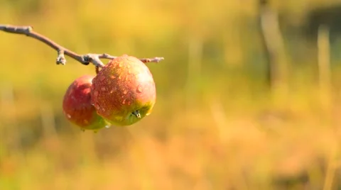 Apple on tree with raindrops. Stock Footage 53865379