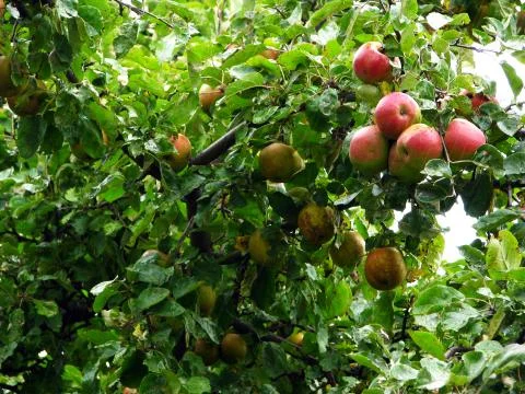 Apple tree on a rainy day Stock Photos