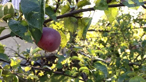 Apple tree with red apple close up in sunny summer day. Stock Footage 116233705