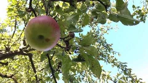 Apple tree with red apple swinging in the wind Stock Footage 116233644