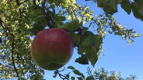 Apple tree with red apple swinging in the wind Stock Footage 116233751