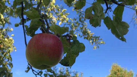 Apple tree with red apple swinging in the wind Stock Footage 116233764