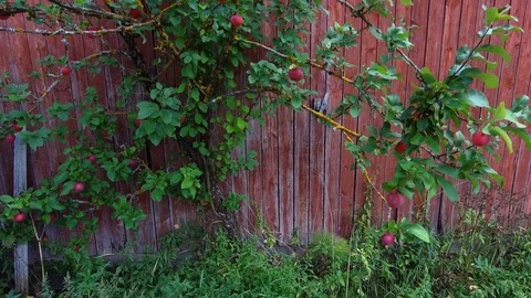 Apple tree with red apples against a red wall Stock-Footage 94565275