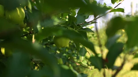 Apple tree with red apples and nesting box. apple garden blossom Stock Footage 56862045