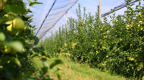 Apple tree with red apples and nesting box. apple garden blossom Stock Footage 56862050