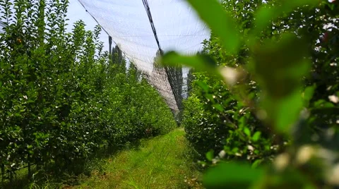 Apple tree with red apples and nesting box. apple garden blossom Stock Footage 56862065