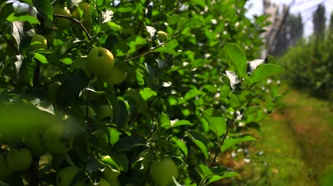 Apple tree with red apples and nesting box. apple garden blossom 스톡 동영상 56862096