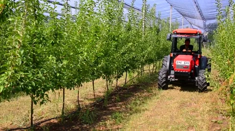 Apple tree with red apples and nesting box. apple garden blossom Stock Footage 56862102