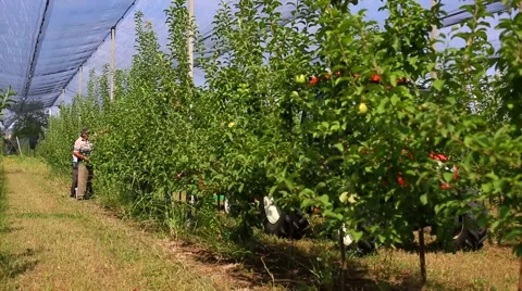Apple tree with red apples and nesting box. apple garden blossom Stock Footage 56862141