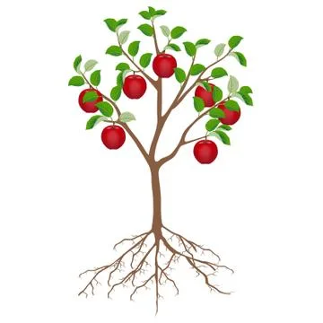 Apple tree with red apples and roots isolated on white background Stock Illustration