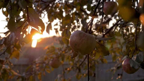 Apple Tree With Red Apples On The Background Of Sunset Stock Footage 104591478