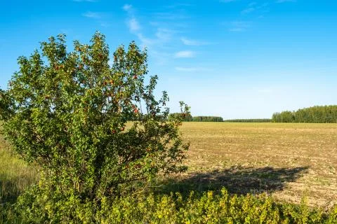 Apple tree with red apples on the background of a plowed field on a summer da Stock Photos