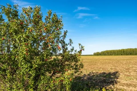 Apple tree with red apples on the background of a plowed field on a summer da Stock Photos