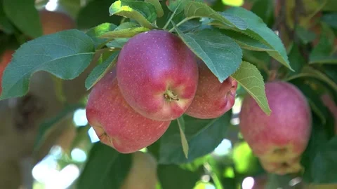 Apple tree with red apples close up in sunlight. Red apple grow on a branch. Video stock 149375540
