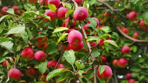 Apple tree with red apples close up in sunlight Stock Footage 160278427