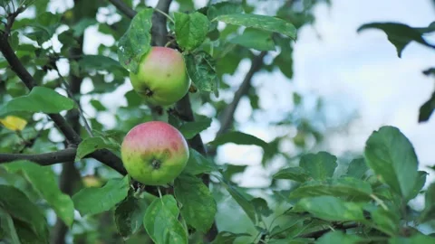 Apple tree with red apples close up. Red apple grows on a branch. Soft focus on Stock Footage 163650768
