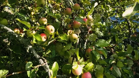 Apple tree with red apples close up in sunlight. Red apple grow on a branch Stock Footage 246465097