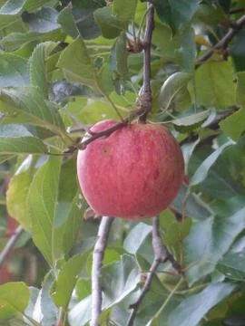 Apple tree with red apples close up in sunset. Red apple grow on a branch. So Stock Photos
