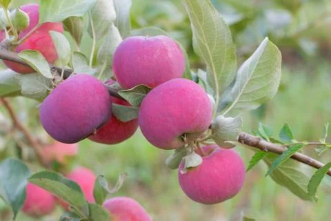 Apple tree with red apples. Fall autumn harvest Stock Photos