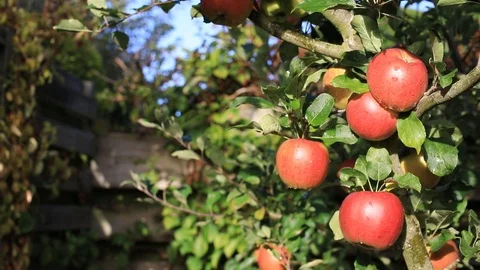 Apple tree with red apples Stock Footage 103057762