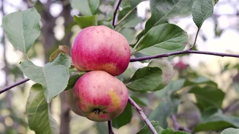 Apple tree with red apples. Stock Footage 140534464